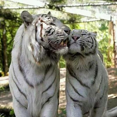 accouplement du tigre blanc et du tigre orange